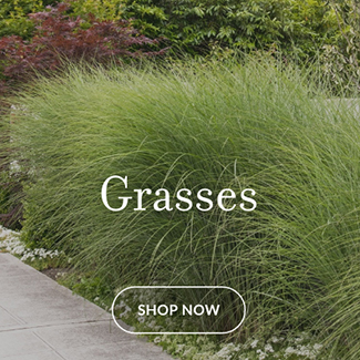 GRASSES