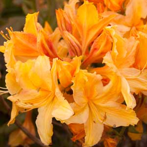 Golden Lights Azalea