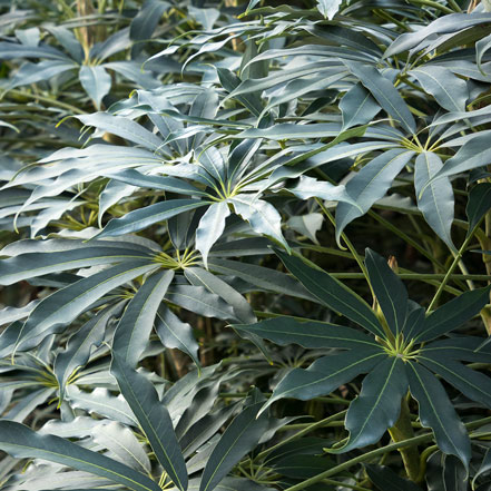 green schefflera leaves
