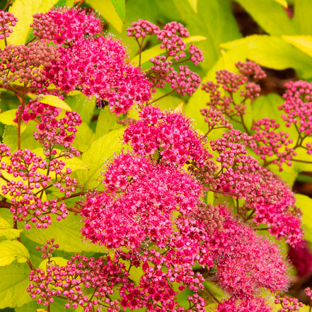 yellow-green leaves and brigh red flowers on goldflame spirea