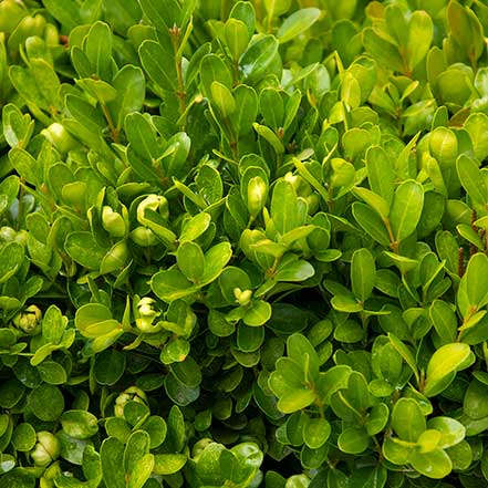 Green-Velvet-Boxwood_441