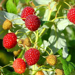 Rubus Heritage Raspberry