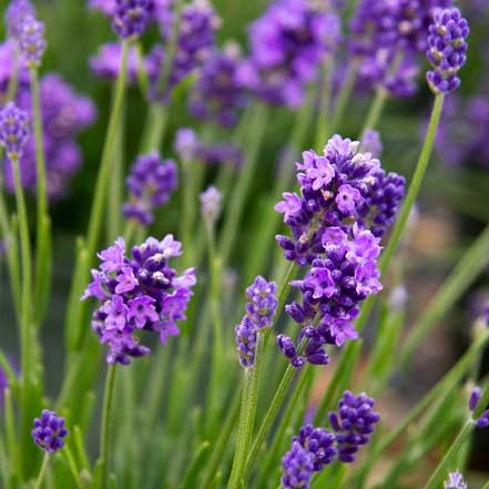 purple english lavender flowers