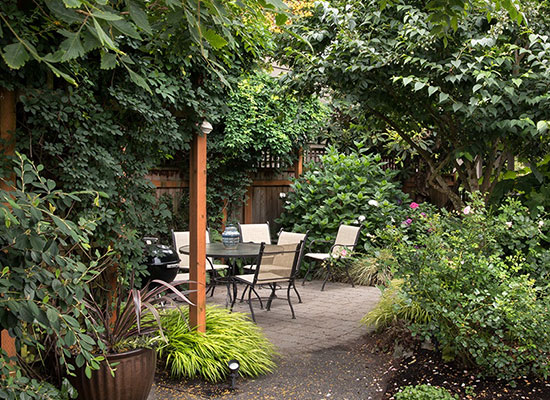 hydrange being pruned