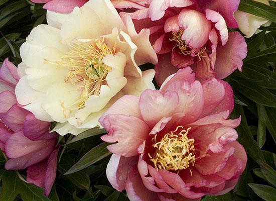 edible garden blueprint