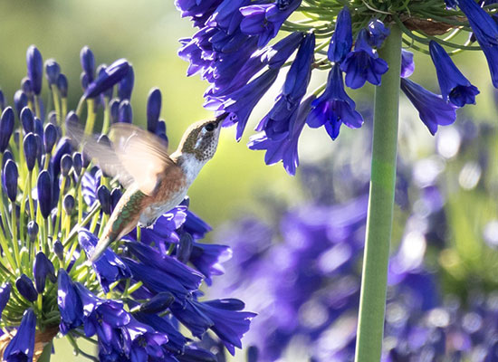 centennial ruby hydrangea