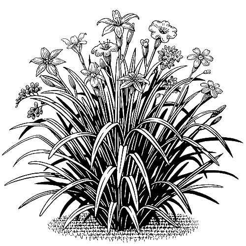 Per-Upright-Grassy-Flowers-Top_Coarse_Final_Traynor_C256739_500px