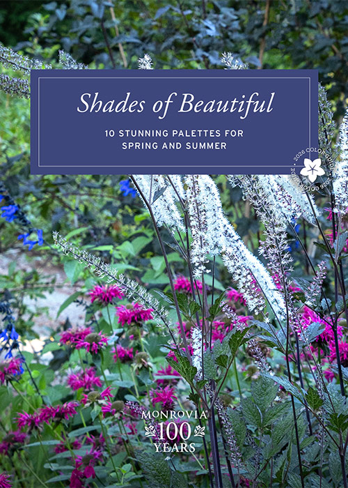 ShadesofBeautiful_Guide_2026-02_FINAL-cover