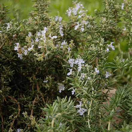 green rosemary foliage and blue flowers make great groundcover