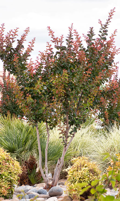 Dynamite® Crape Myrtle and Morning Light Maiden Grass shine in your spring border.