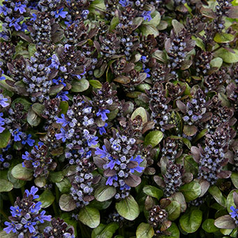 Blueberry Muffin Ajuga