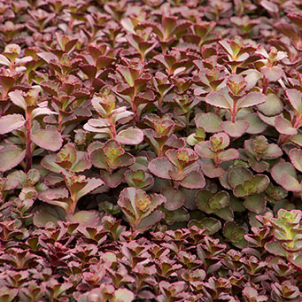 Bronze Carpet Stonecrop