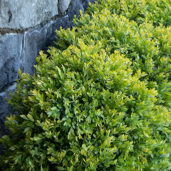 Chicagoland Green® Boxwood