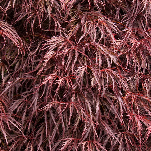 red crimson queen japanese maple leaves
