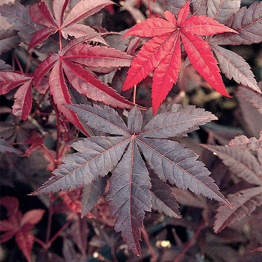 emperor I japanese maple leaves in shades of red