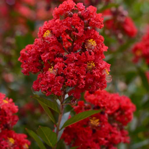 Enduring Summer™ Red Crape Myrtle