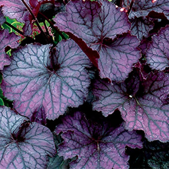 Northern Exposure™ Purple Heuchera