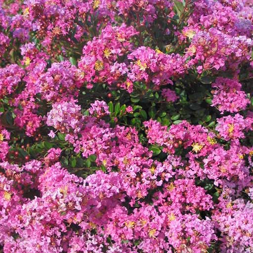 Pecos Crape Myrtle