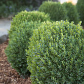 Petite Pillar™ Dwarf Boxwood