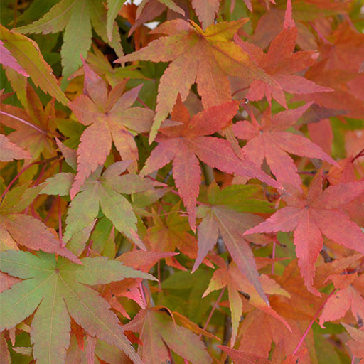 ryusen leaves turning from green to orange to red