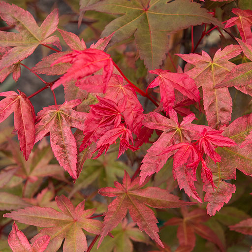green and red deshojo japanese maple leaves
