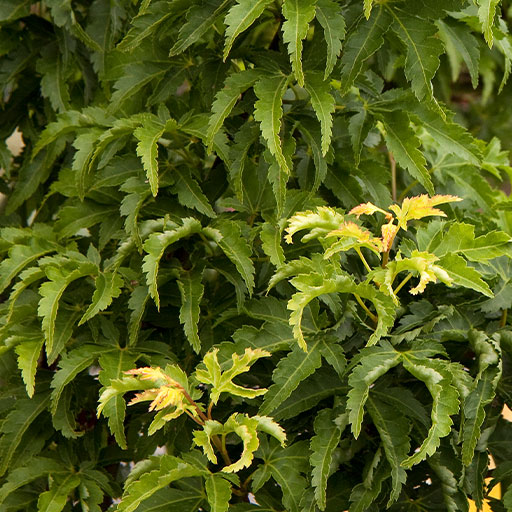 green shishigashira japanese maple leaves