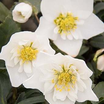 Winter Dreams™ Double Fantasy Christmas Rose