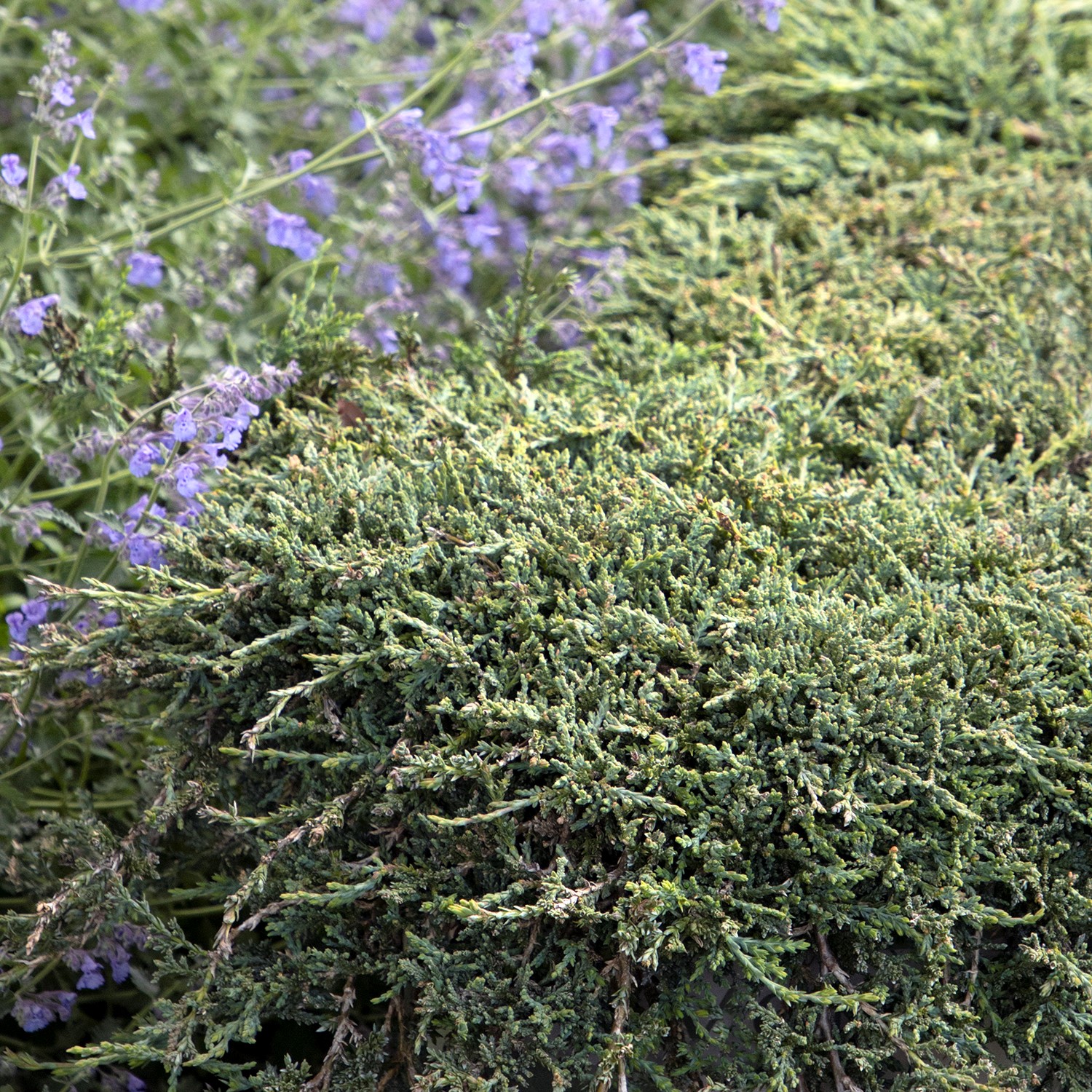 silver-blue groundcover juniper foliage