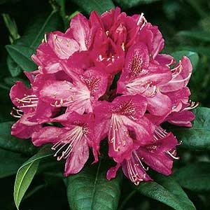 Ignatius Sargent Rhododendron