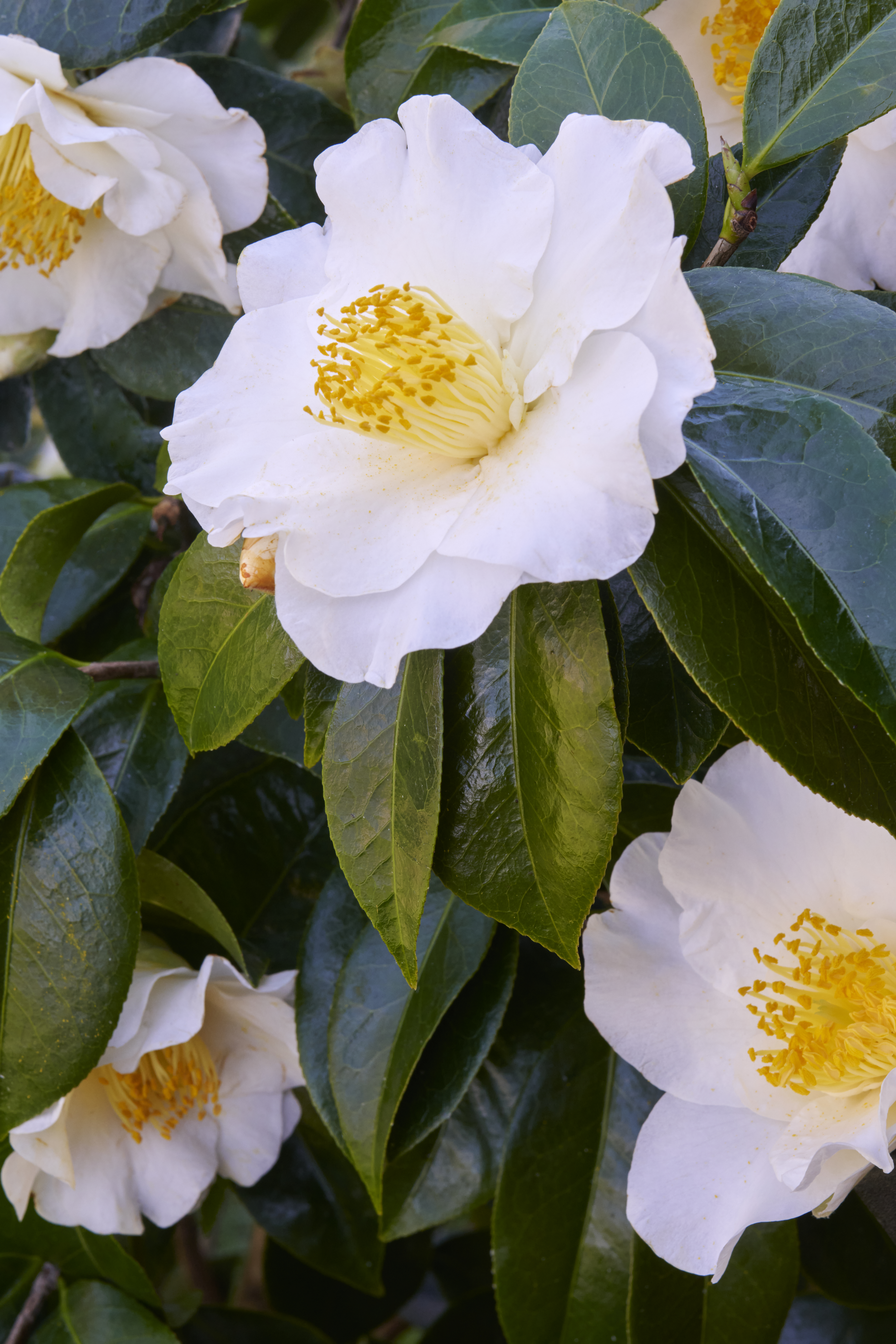 white camellia flowers