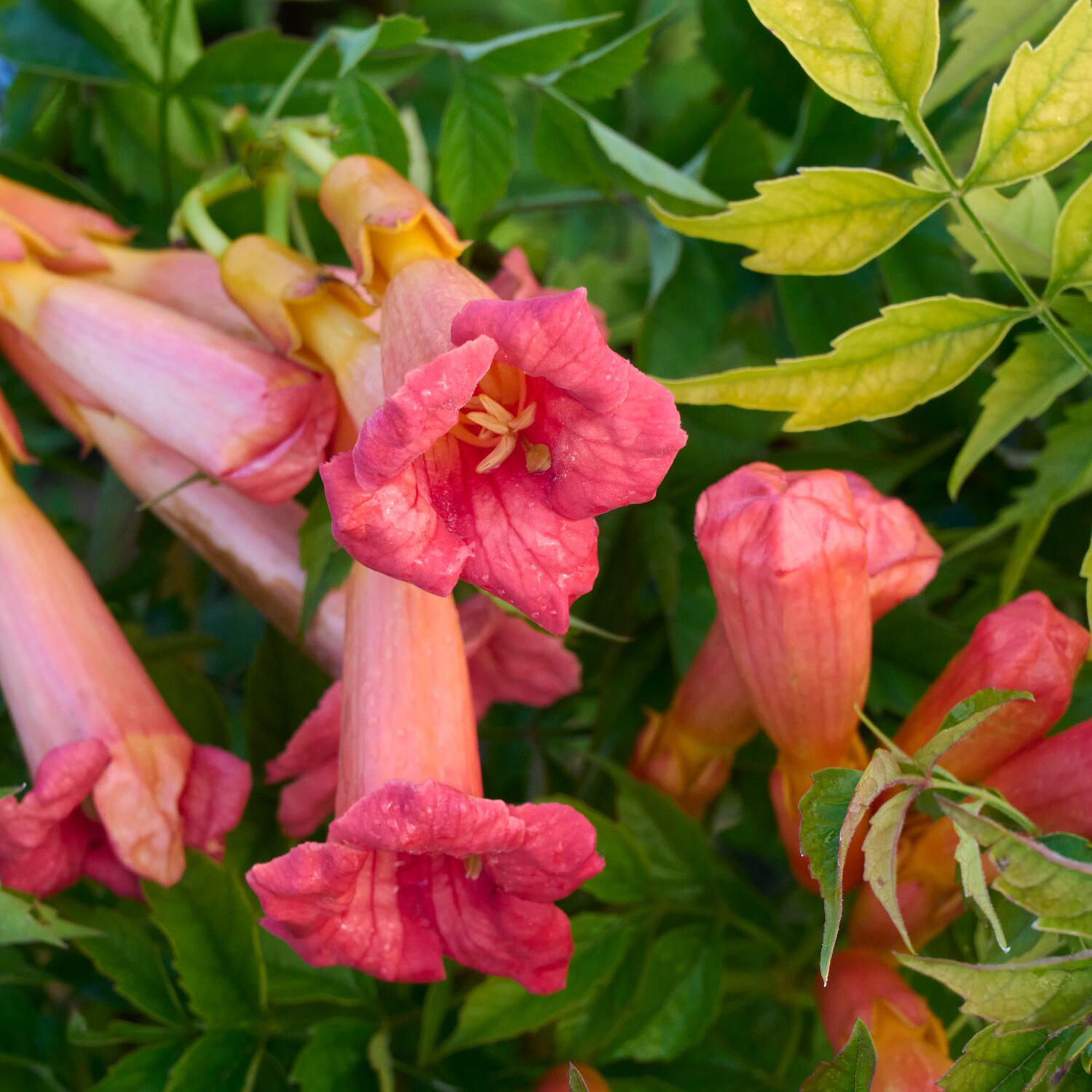 balboa sunset trumpet vine
