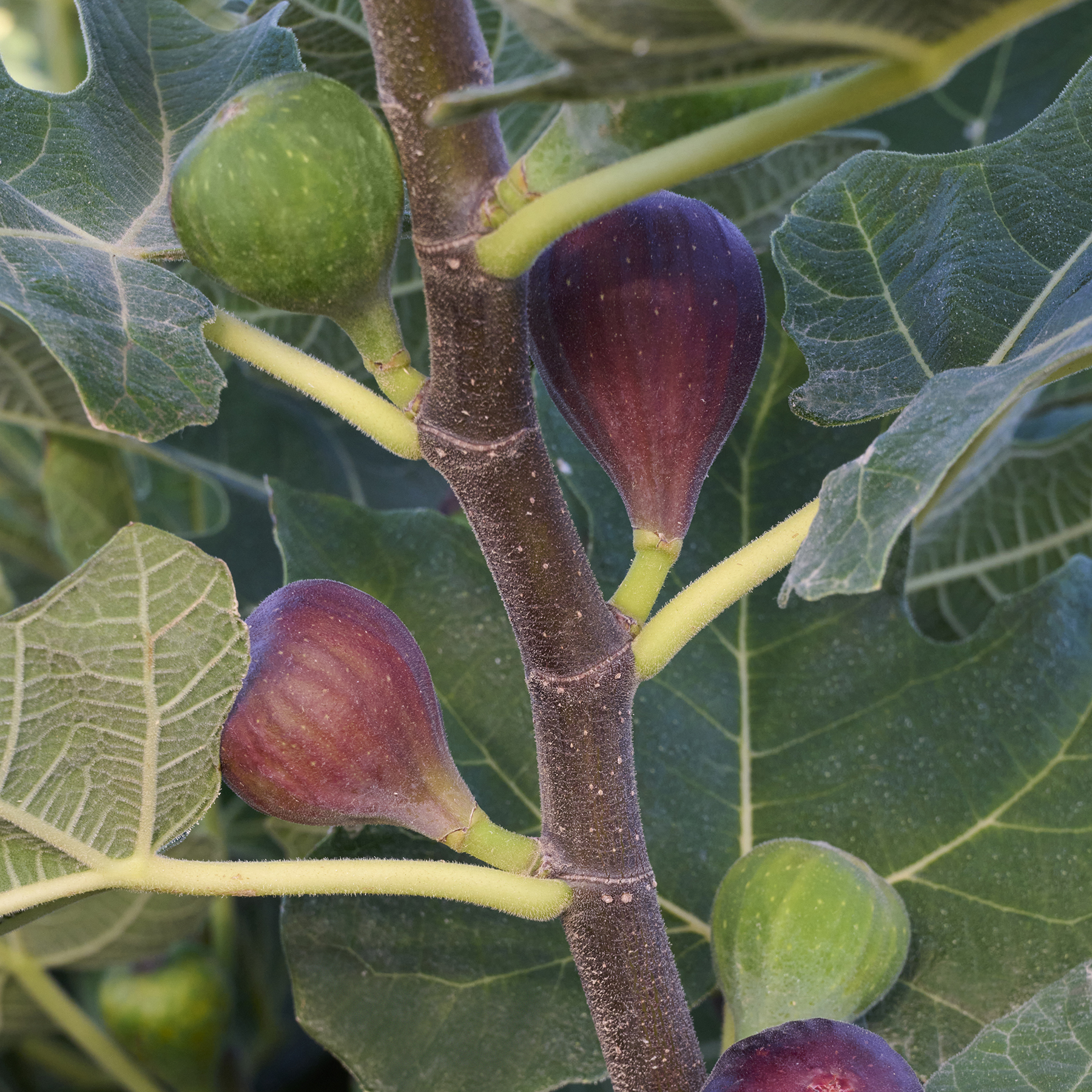 09581_Ficus_carica_Chicago_Hardy__0047MNC_2