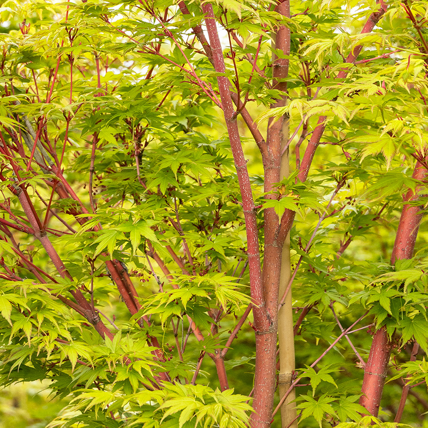 102_Acer_palmatum_Sango_Kaku_Coral_Bark_8833_MNC