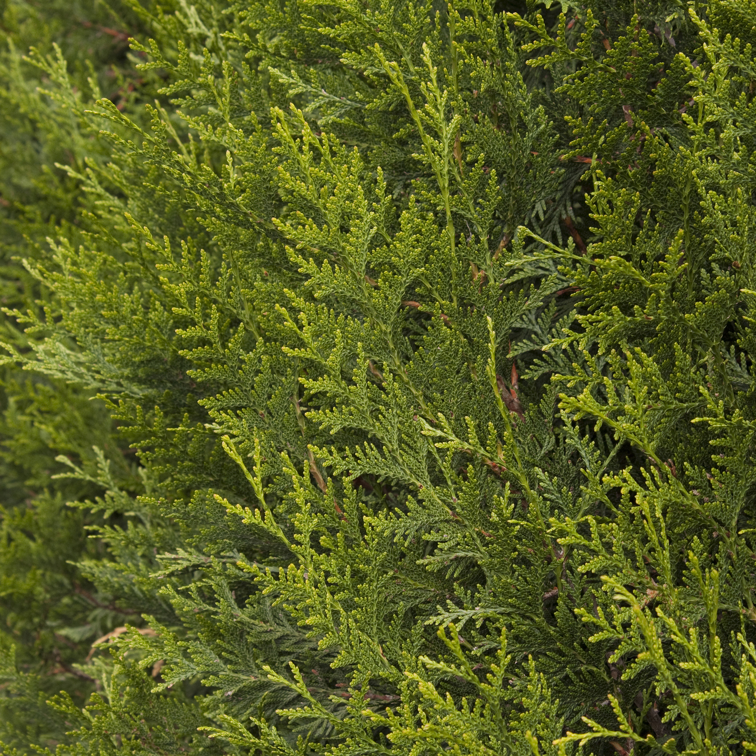 Ember Waves® Western Arborvitae