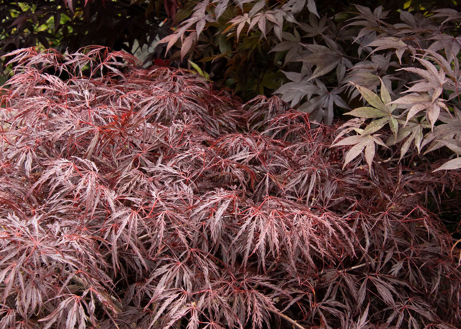 1039_Acer_palmatum_var._dissectum_Red_Dragon__4493MNC_copy