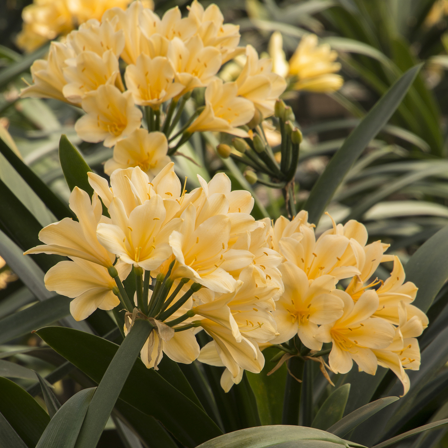 yellow clivia flowers