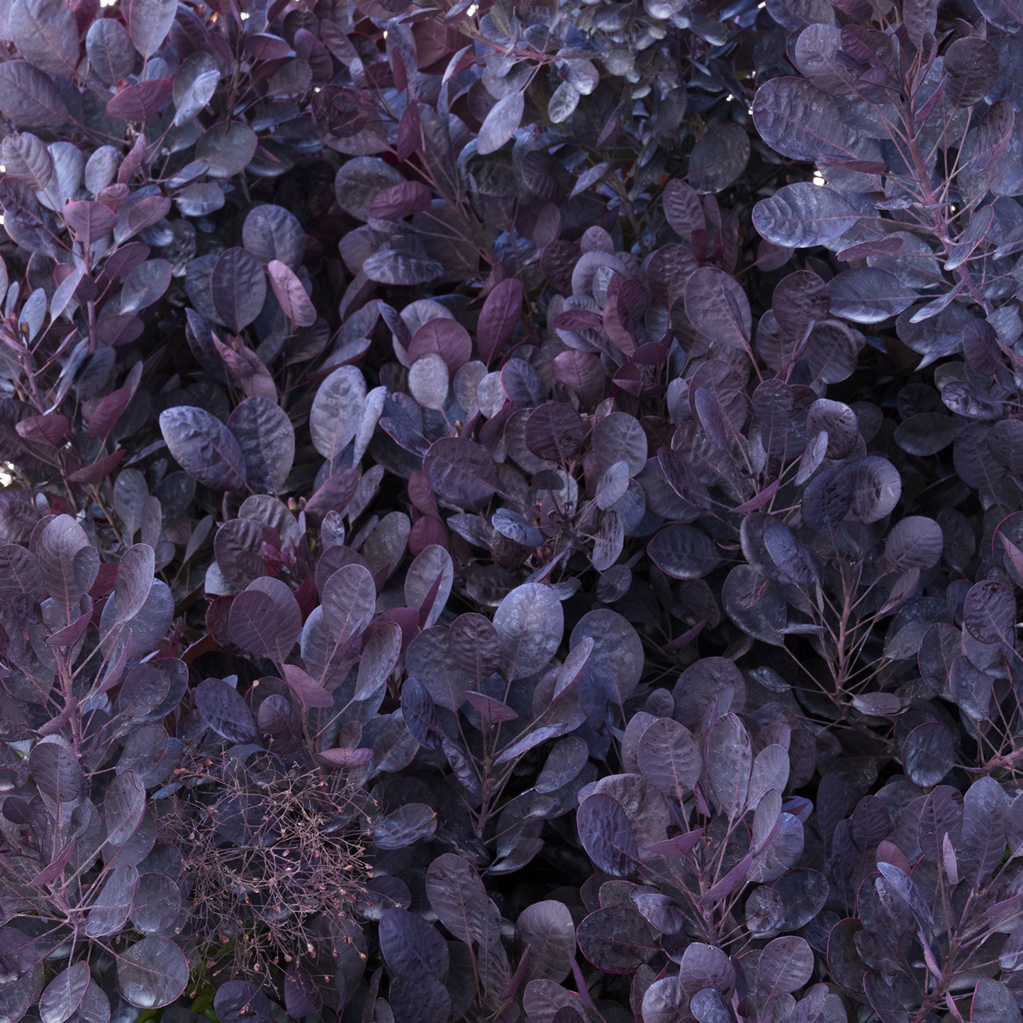 lilla smoke bush
