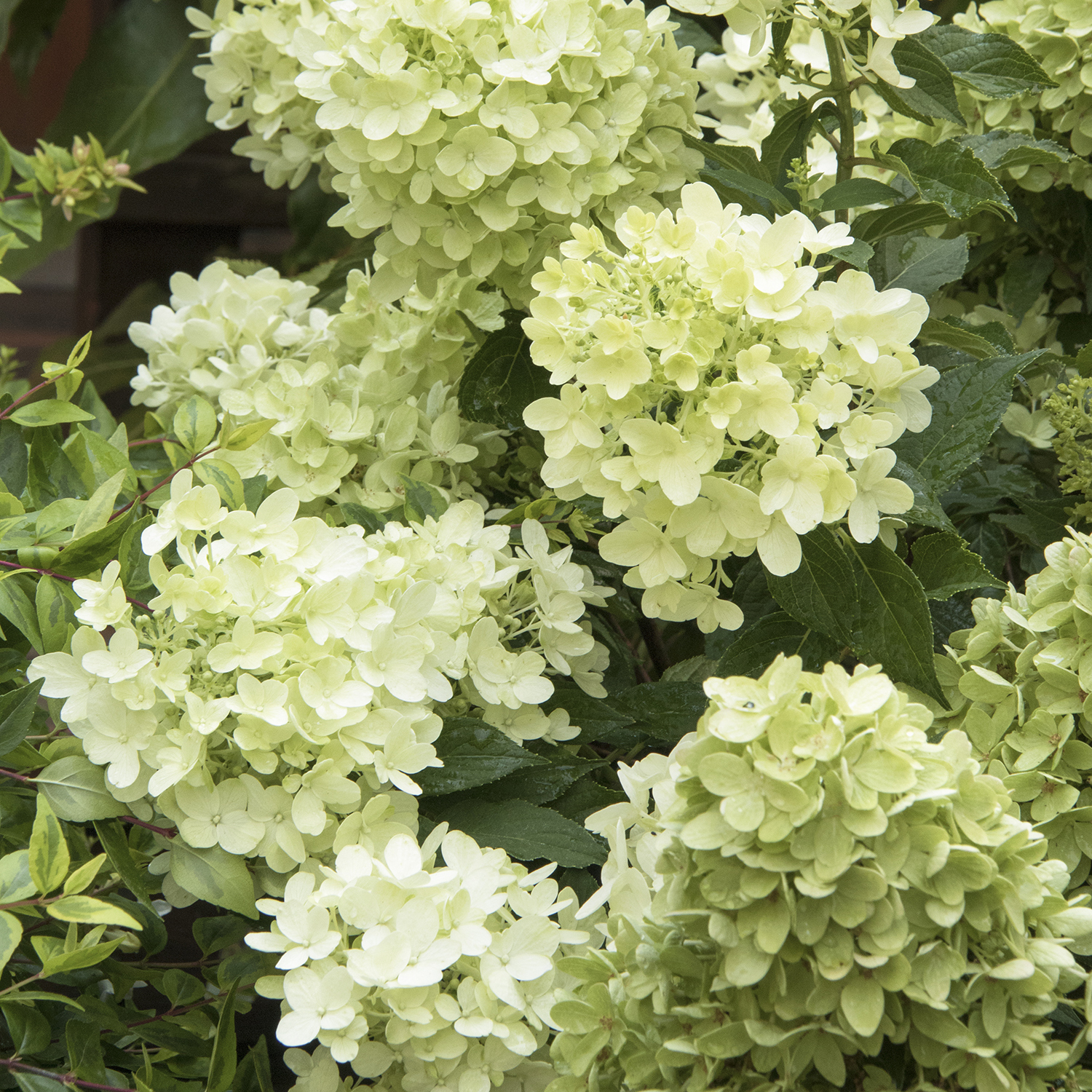 light lime-green panicle hydrangea blooms