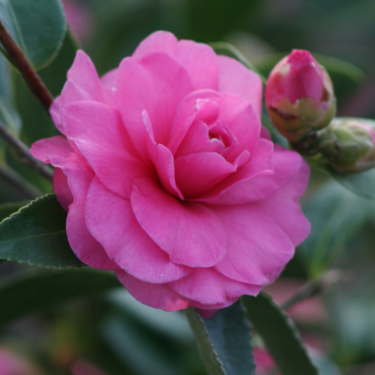 pink camellia flower