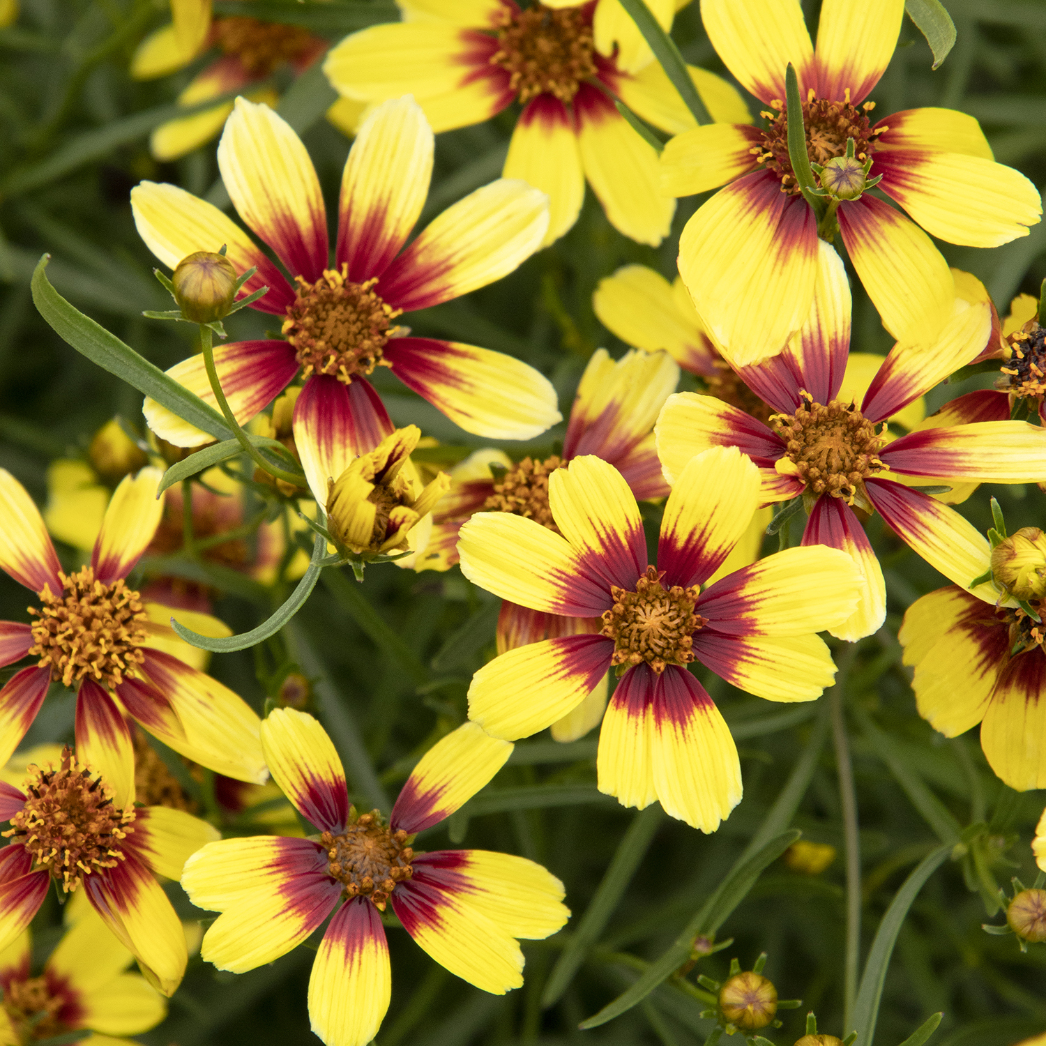 sunstar gold coreopsis red and yellow flowers