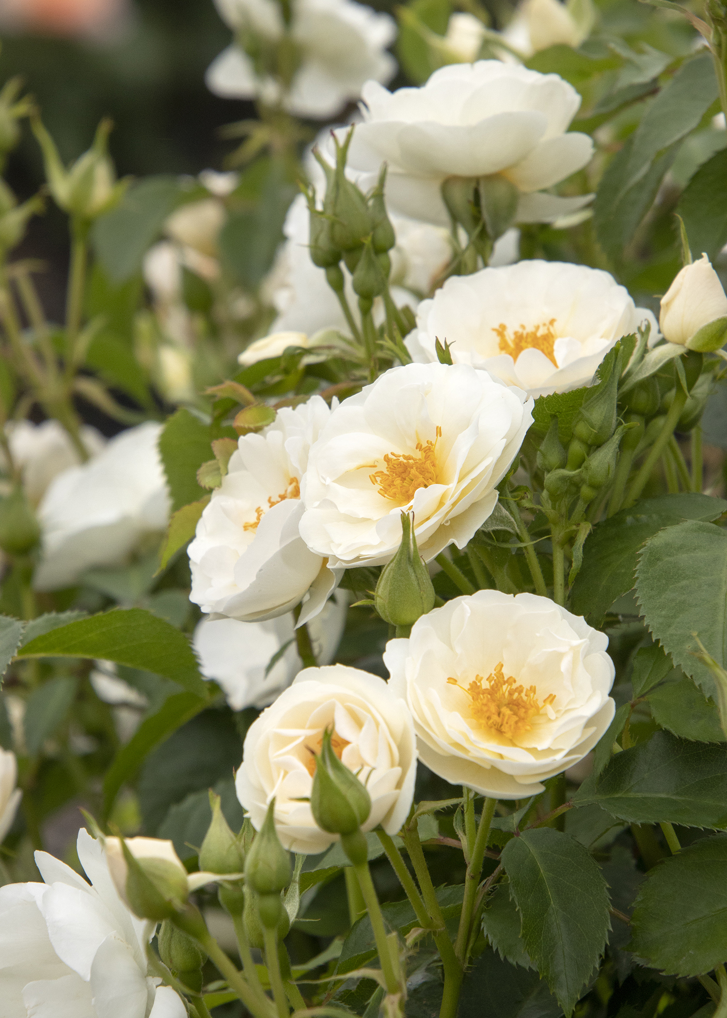 white roses in landscape