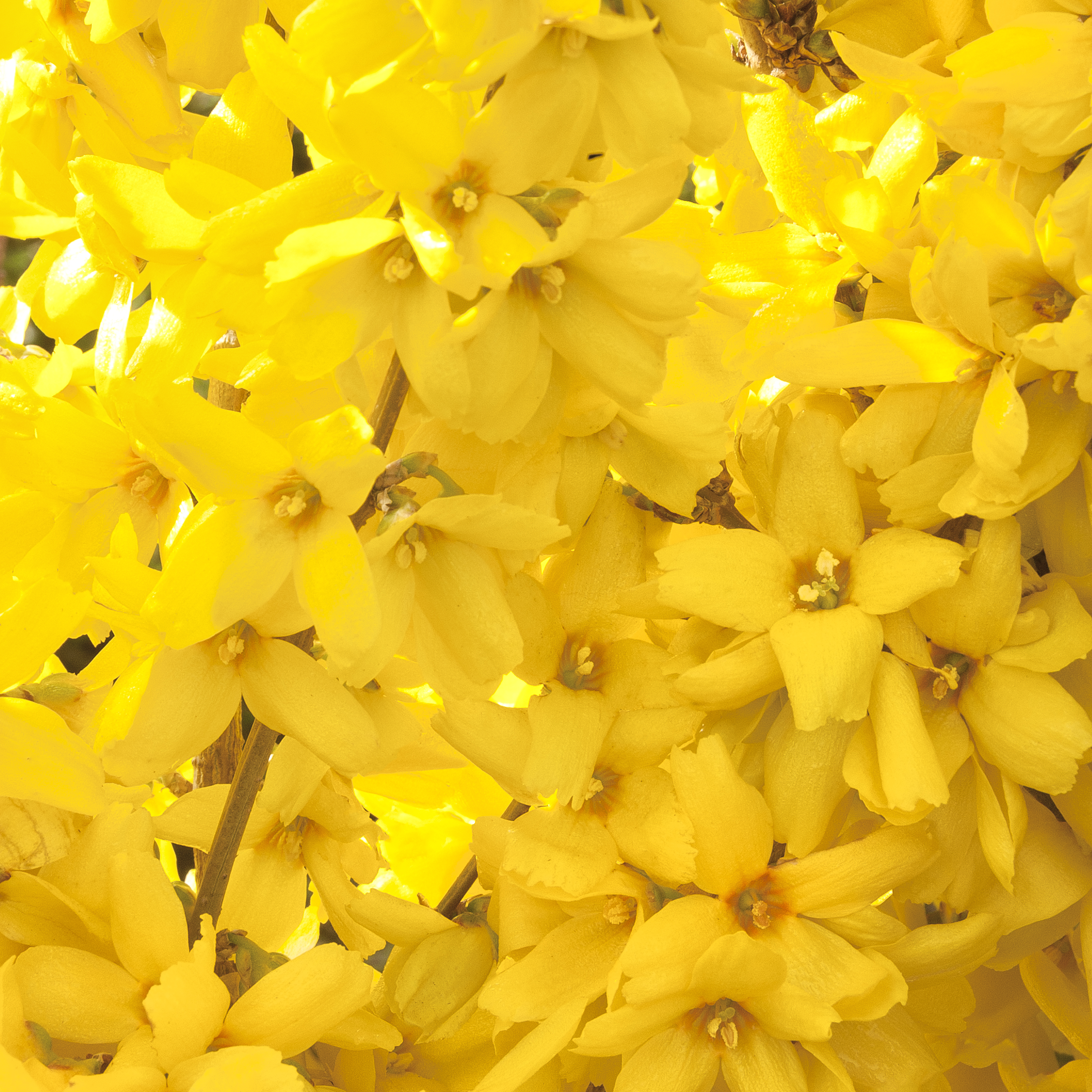 1754_Forsythia_intermedia_Kolgold_008_1__1