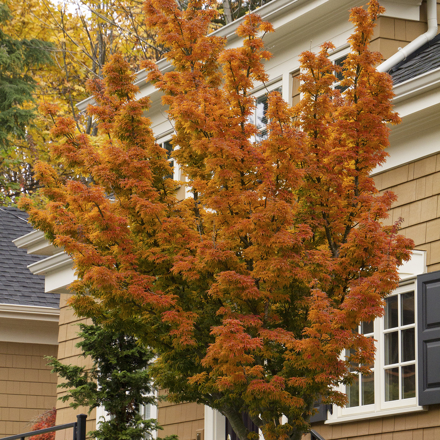 Shishigashira Japanese Maple