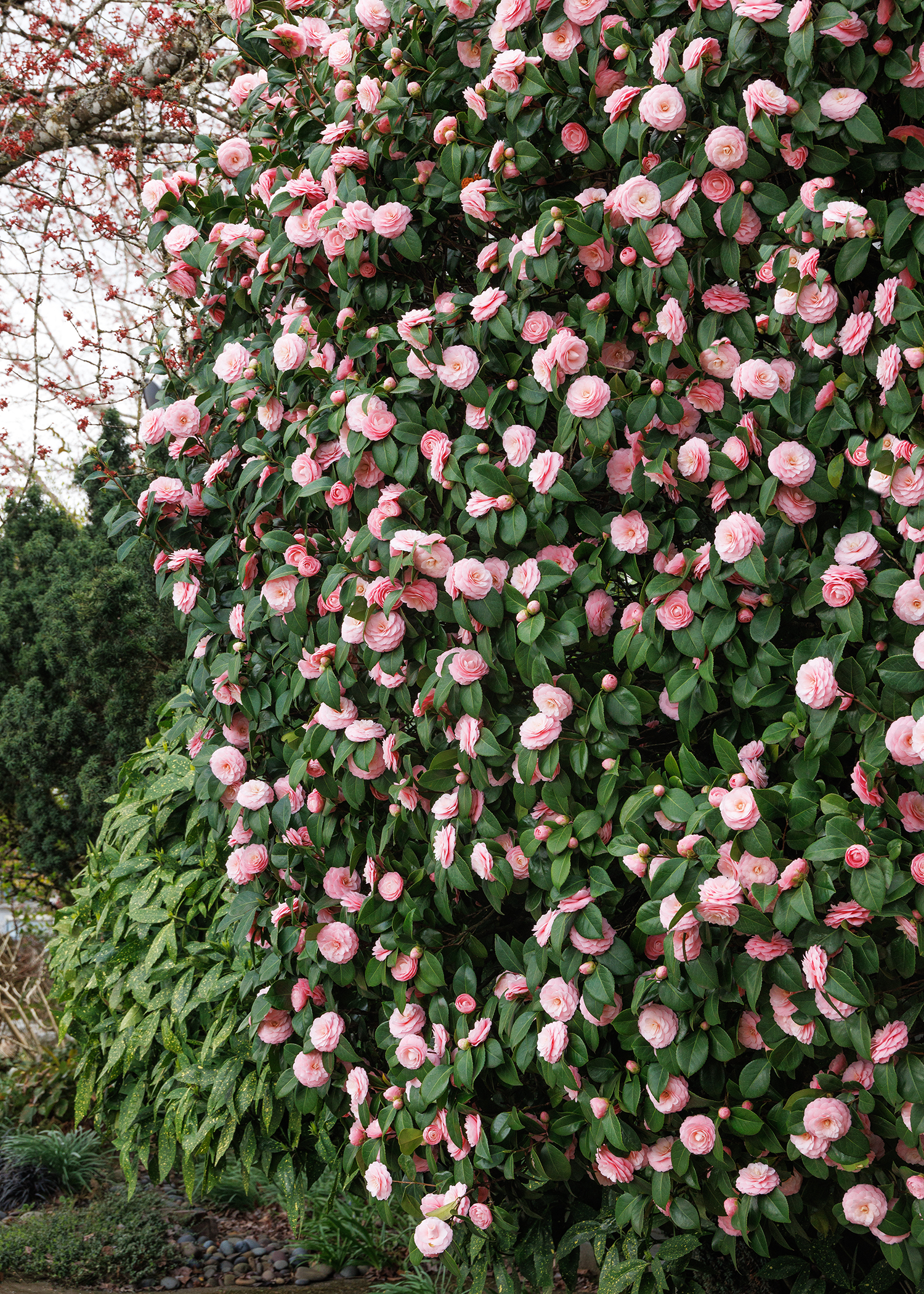 a large pearl maxwell camellia with pink flowers