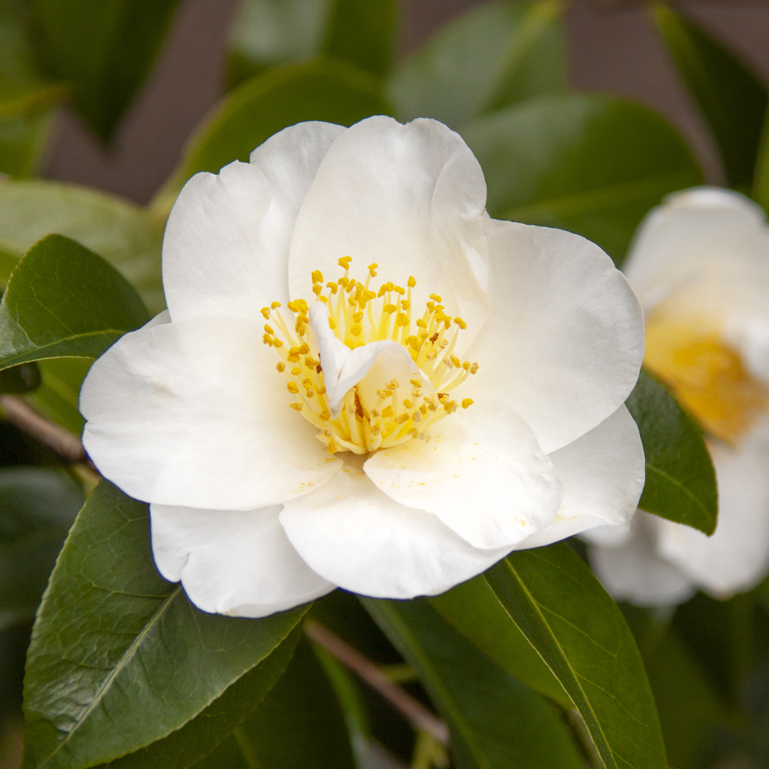 1970_Camellia_japonica_Silver_Waves_010M