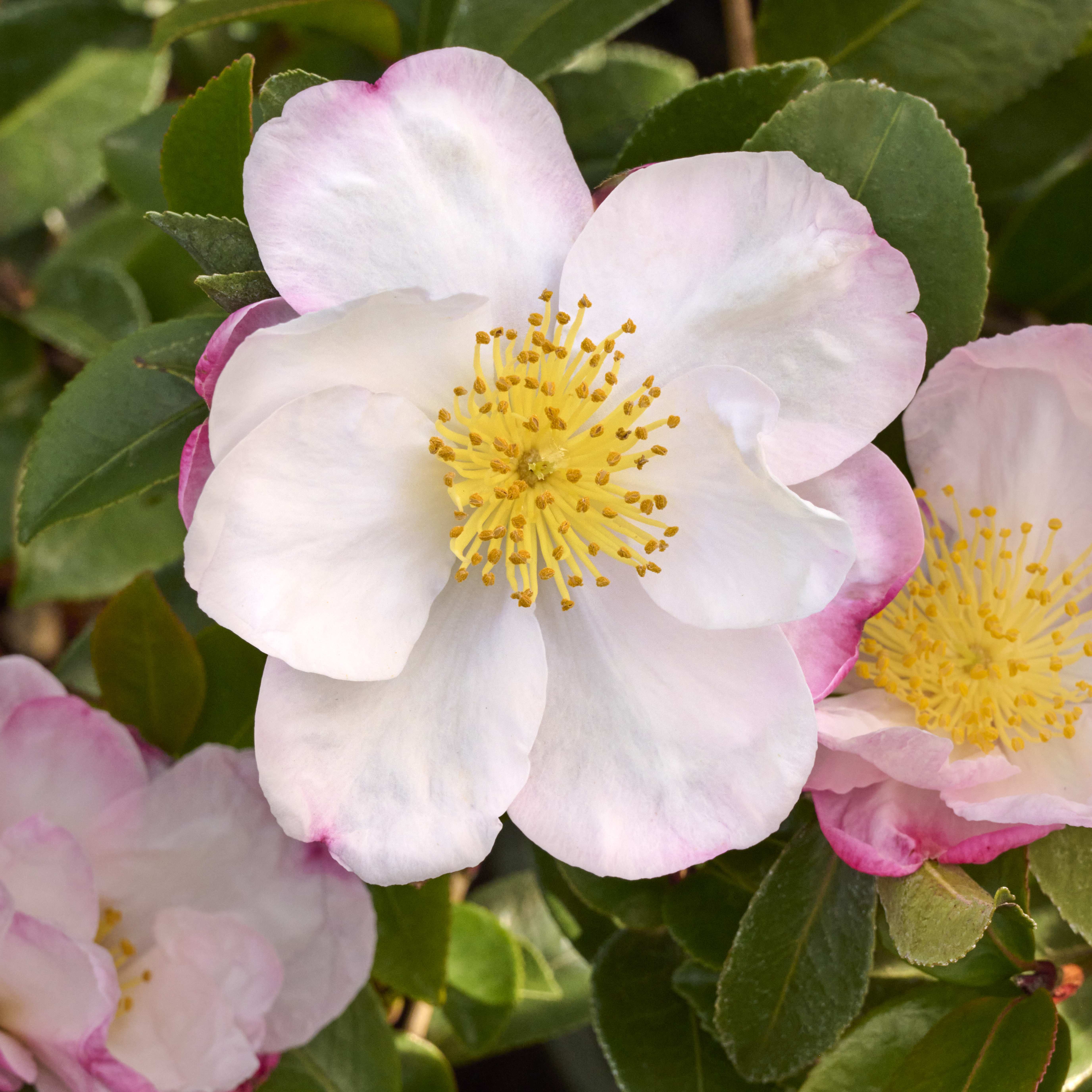apple blossom camellia