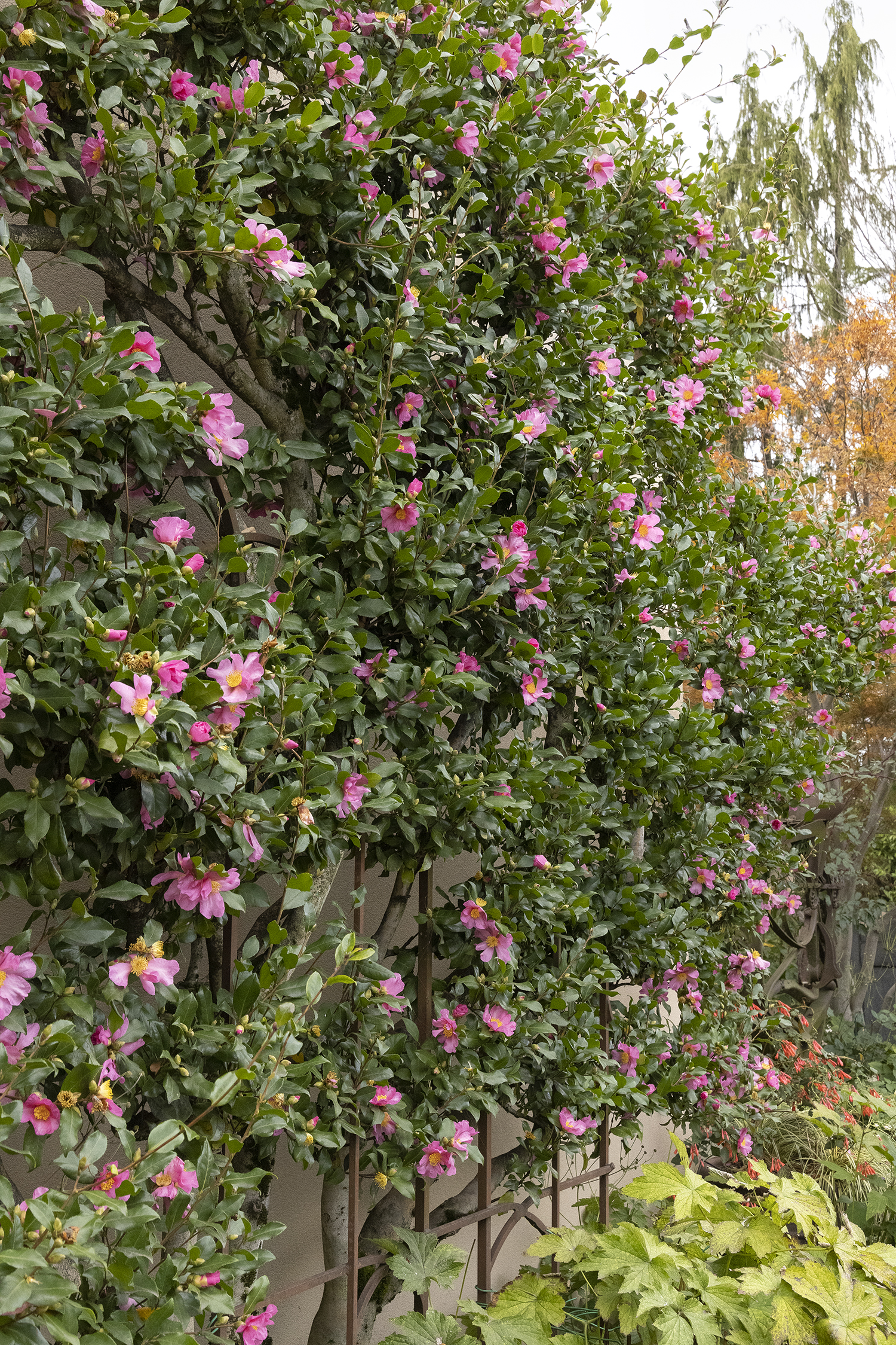 pink camellia espalier