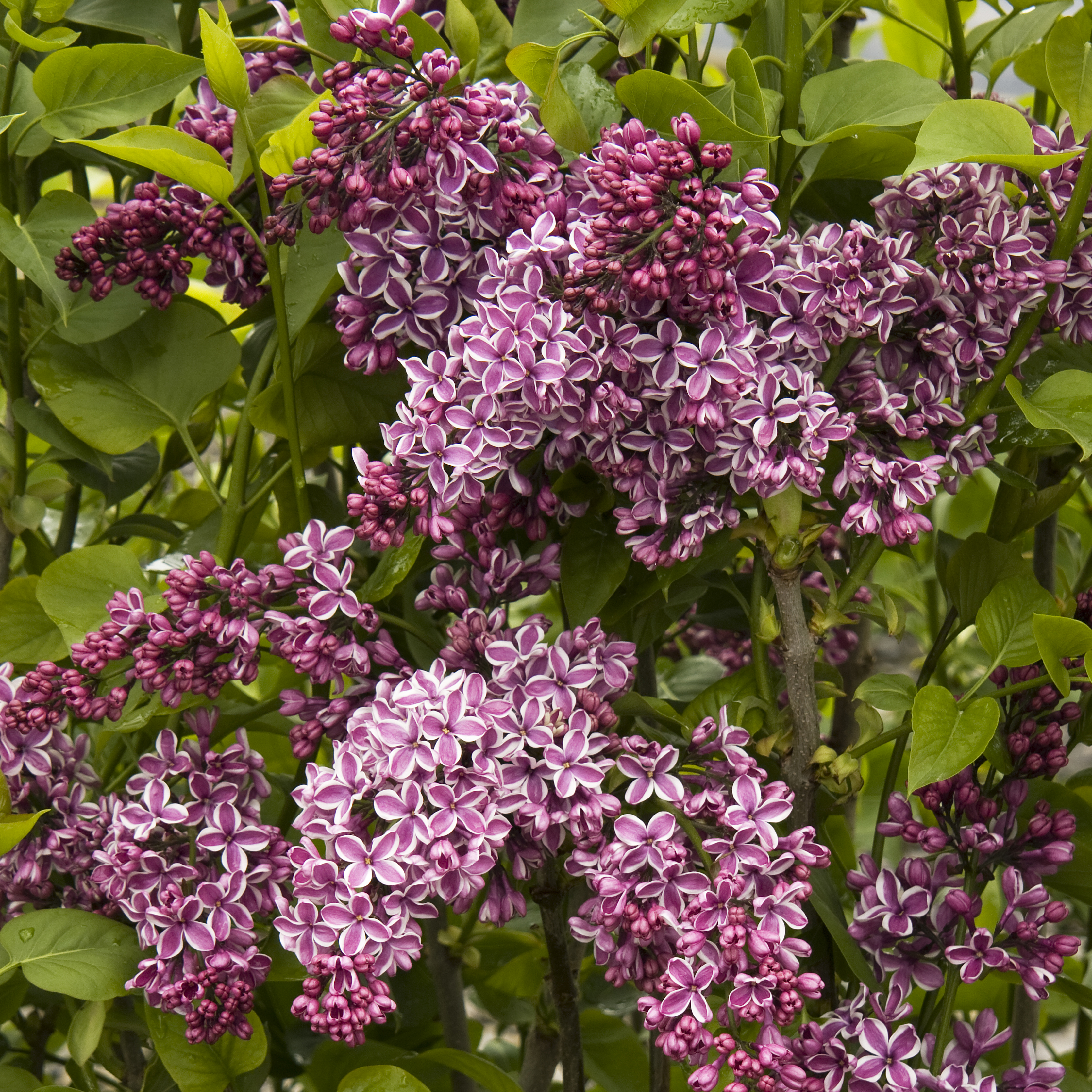 Sensation Lilac