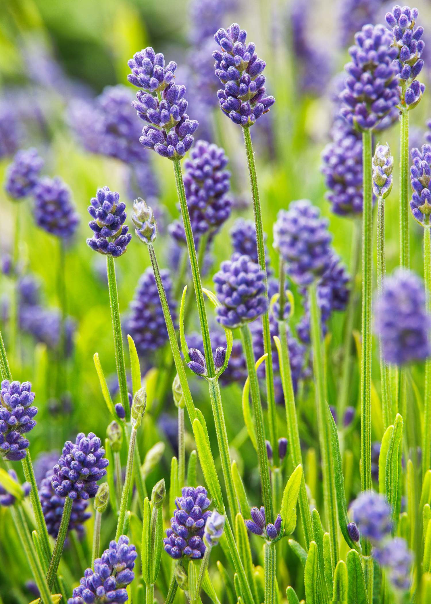 lavender flowers on green stems