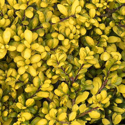 Drops Of Gold Japanese Holly